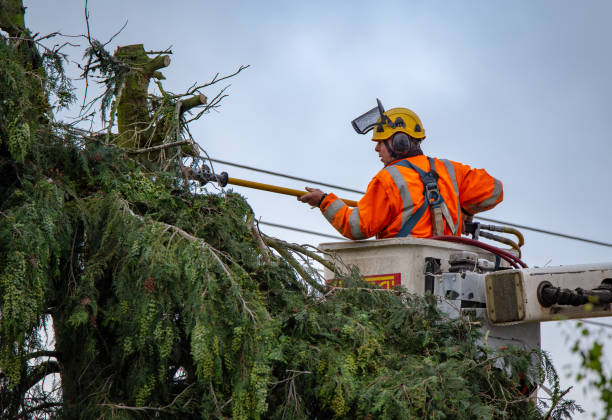 How Our Tree Care Process Works  in  Cambridge Springs, PA